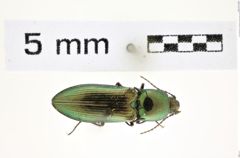 Foto (Dorsalansicht) von Nitidolimonius weidti (Angell, 1892) (NHMW-ZOO-COL-0008331)